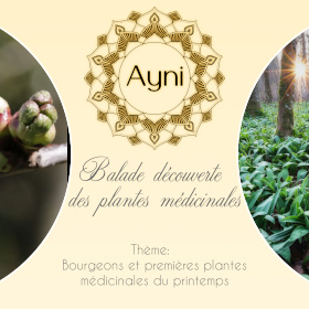 Balade guidée: Bourgeons et premières plantes médicinales du printemps